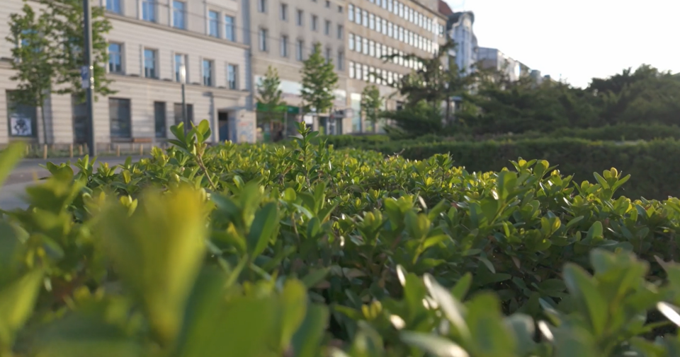       
          Pomáhají zelené střechy snižovat úbytek hmyzu? Zde je návod, jak může architektura podpořit přírodu
      